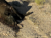 ETハイウェーから40m離れたところに横たわる2頭の牛の死体