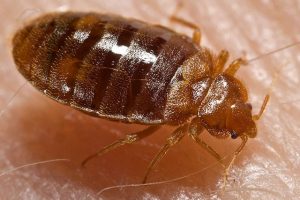 bedbug (トコジラミ または 南京虫)