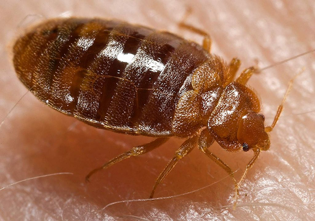 bedbug （トコジラミ または 南京虫）
