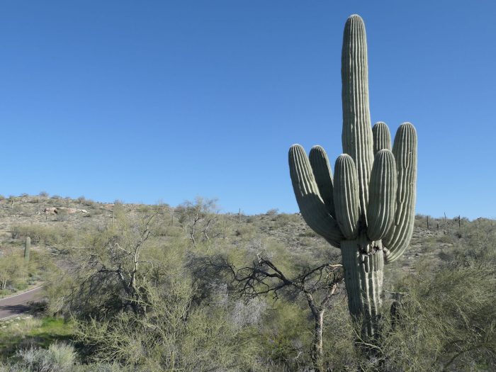 アリゾナまでの道中で見られるサワロサボテン。（標高 500～800m の砂漠に存在）