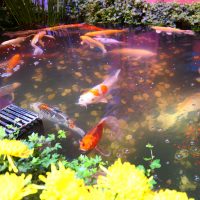 実際に小さな池があり本物のコイが泳いでいる。