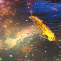 噂のトラ面魚