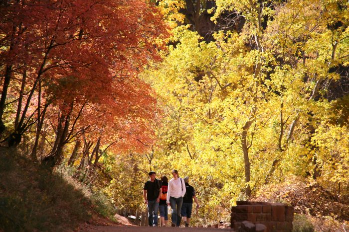 ラスベガスから車で３時間ほどの場所に位置するザイオン国立公園での紅葉。