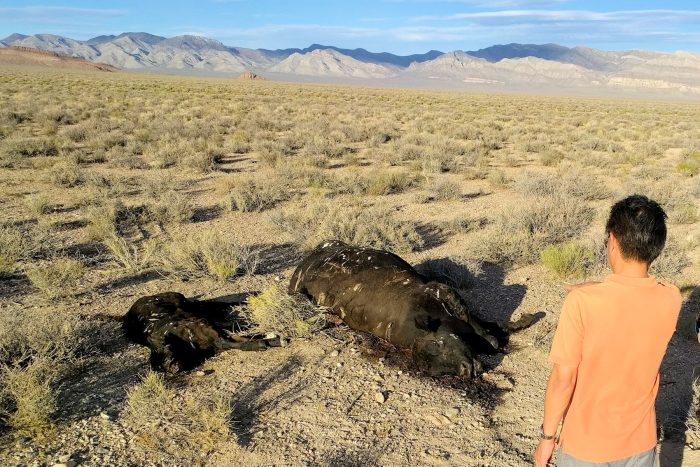 2016年に遭遇した２頭の牛の死体。これが通常の死体かキャトル・ミューティレーションによるものなのかの現場検証レポートはこの週刊ラスベガスニュースの第1016号に。