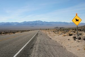 UFOマニアの聖地に続く ETハイウェー。なぜかこんな砂漠地帯に牛の道路標識が。