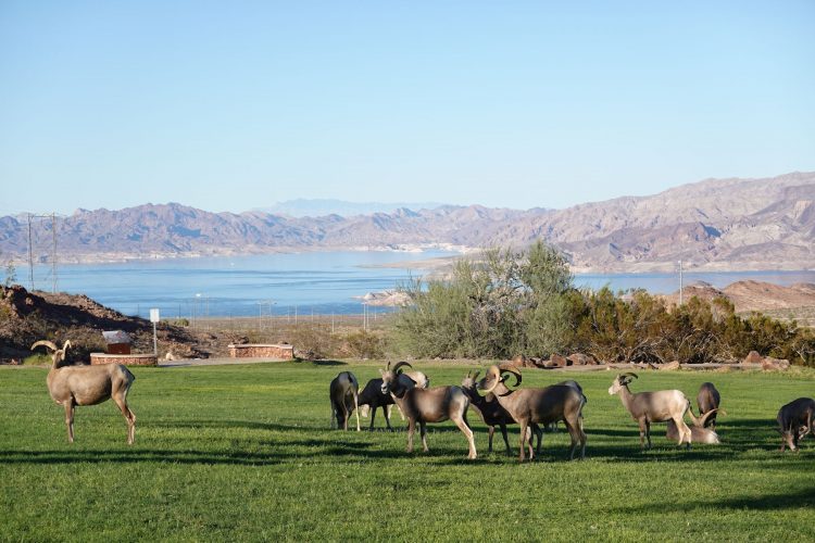 ラスベガス郊外の公園に出没する大ツノヒツジの群れ。後方はミード湖。（筆者撮影。以下も同様）